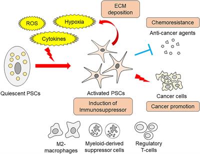 Pancreatic Stellate Cells and Metabolic Alteration: Physiology and Pathophysiology